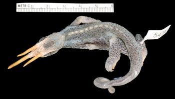 Media type: image;   Herpetology R-54791